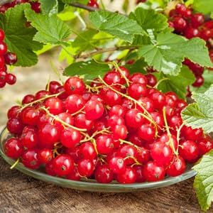 Currant Ribes rubrum seeds for edible garden